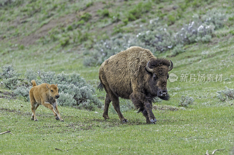 美国野牛或简称野牛(bison bison)，也通常被称为美国水牛或简称水牛，黄石国家公园，怀俄明州。母鲸和幼鲸在奔跑。